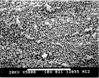 Media type: image; Herpetology R-45505